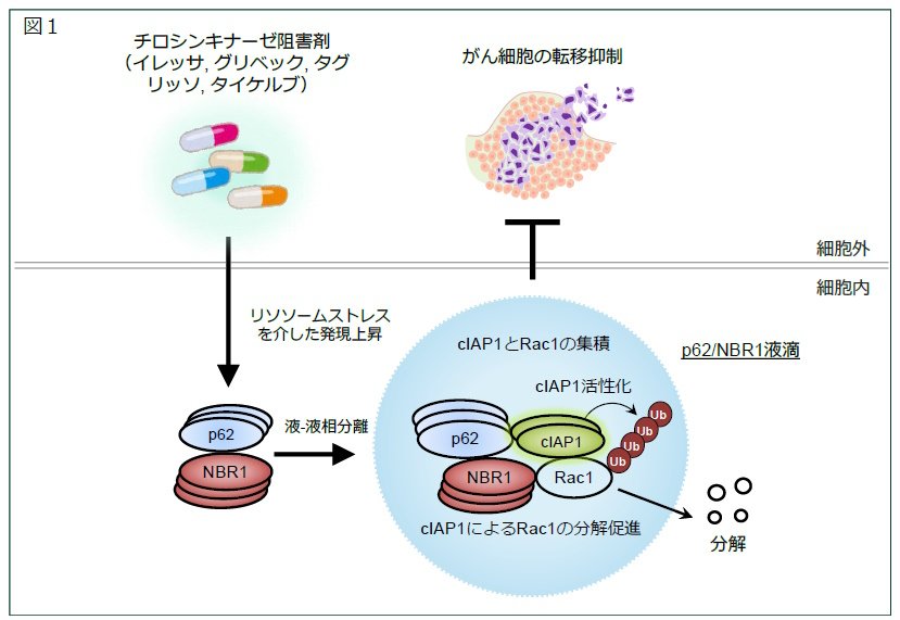 がん転移を阻止する新たな仕組みを発見 -液滴を介し | プレス